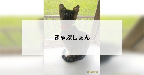 きゃぷしょん